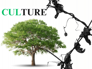 Toxic Cultures
